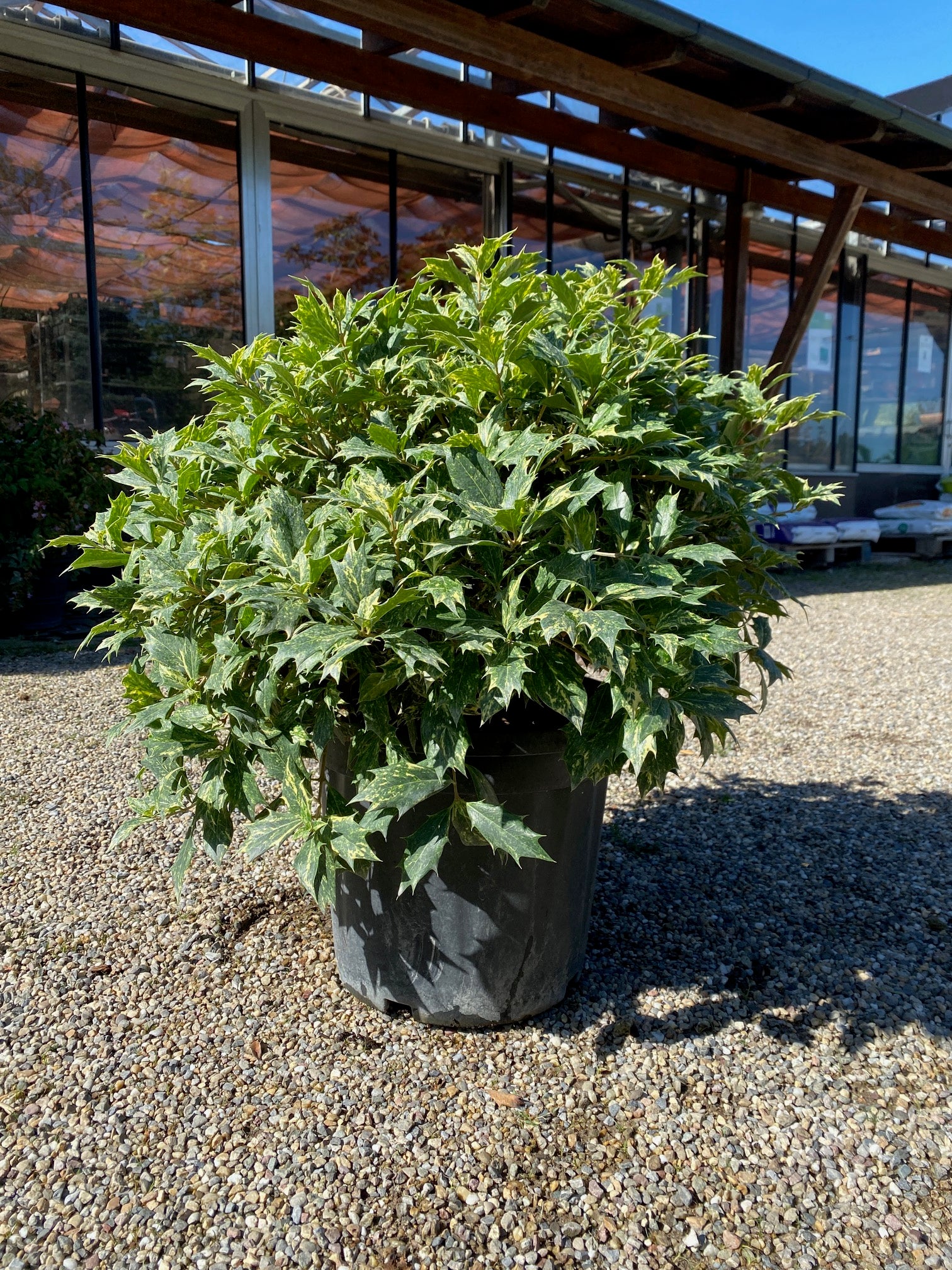 Stachelblättrige Duftblüte 'Tricolor' / Osmanthus heterophyllus 'Tricolor'